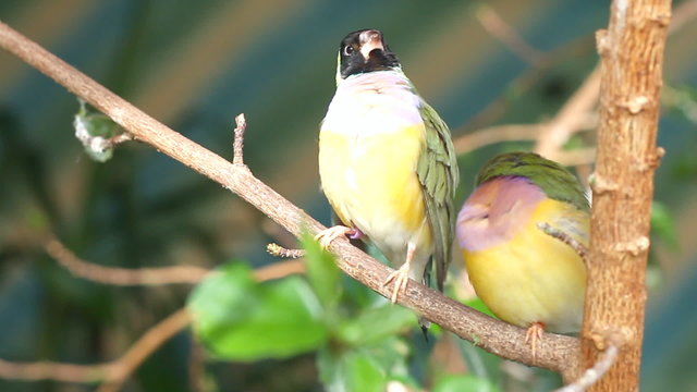 finches sitting on a branch in the forest
