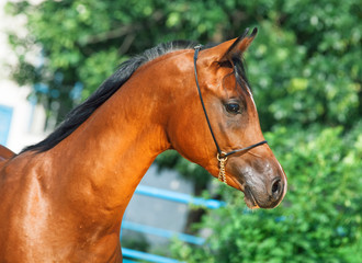 portrait of beautiful bay yuong  arabian stallion