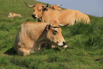 vache Aubrac