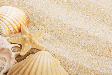 fondo de arena de la playa y conchas