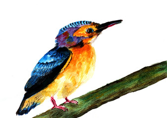 kingfisher watercolor sketch