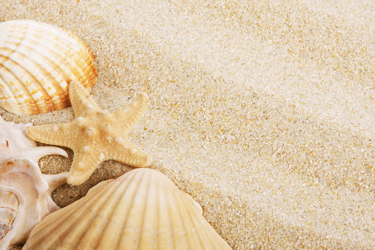 fondo de arena de la playa y conchas
