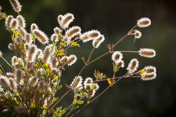 Wild plant on a meadow