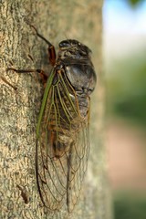 木にとまった蝉