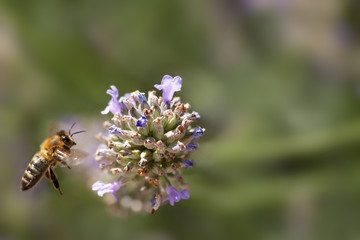 Fleißige Biene schwebt vor Lavendel