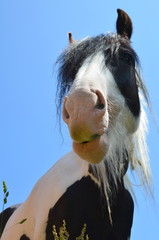 Pferde Portrait