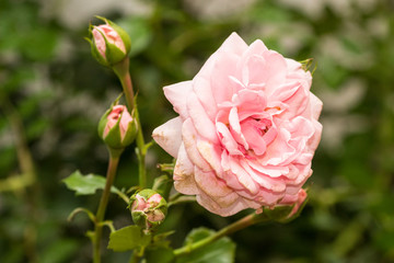 Pink Roses on a bush in a garden