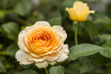 Yellow Roses on a bush in a garden
