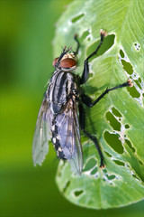 muscidae musca domestica in a leaf