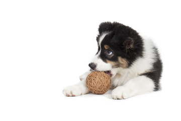 Australian Shepherd puppy on white background