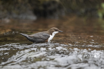 Dipper, Cinclus cinclus