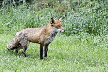 Red fox, Vulpes vulpes