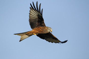 Fototapeta premium Red kite, Milvus milvus