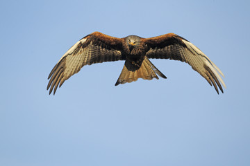 Red kite, Milvus milvus
