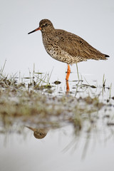 Redshank, Tringa totanus