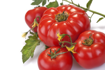 fresh organic tomato