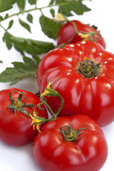 fresh organic tomato