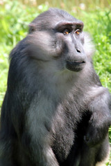 Singe grima&ccedil;ant.