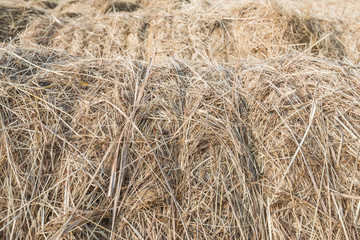 Closeup of tied rolls of hay in a row