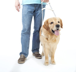Guide dog isolated on white