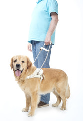 Guide dog isolated on white