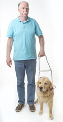 Guide dog isolated on white