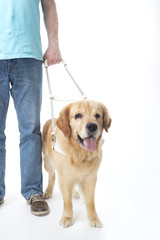 Guide dog isolated on white