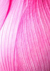 Pink lotus petal