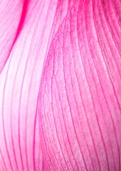 Papier Peint photo autocollant fleur de lotus Pink lotus petal