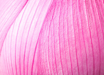 Pink lotus petal close up