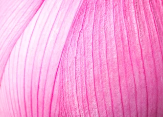 Wall murals Lotusflower Pink lotus petal close up
