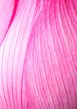 Fototapeta Pink lotus petal
