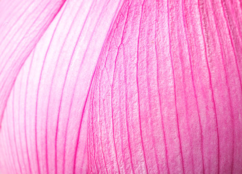 Fototapeta Pink lotus petal close up