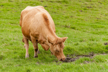 Rind (Bos primigenius taurus)
