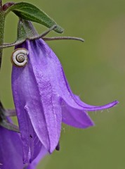 Junge Heideschnecke auf Acker-Glockenblume