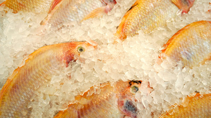 fresh red snapper for sale in a fish market