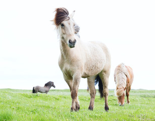 wild Icelandic horses