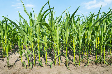 Closeup of growing maize in summer