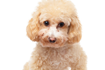 Dog poodle isolated on white background