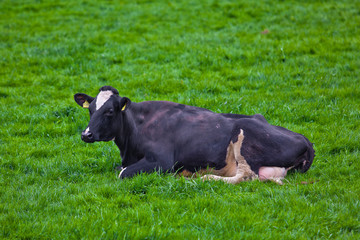cows on meadow