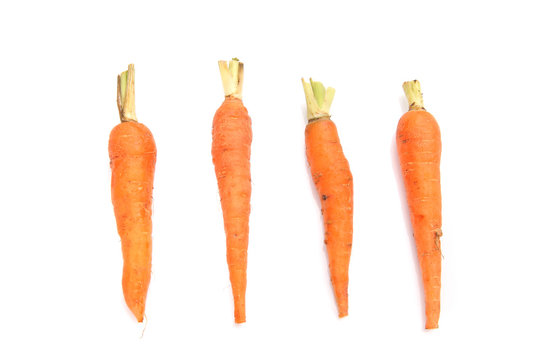 Carrot isolated in white background