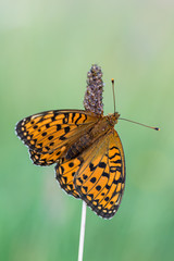 Dark Green Fritillary