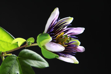 Passionsblume - Passiflora