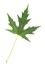 Fototapeta premium A green Maple tree leaf isolated on white background
