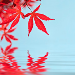 Feuilles d'érable rouge, reflets dans l'eau