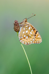 Dark Green Fritillary