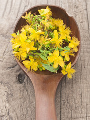 St John's wort on the wooden spoon