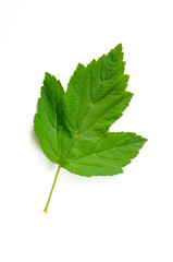 Fototapeta premium Green Viburnum leaf on white background isolated on white background