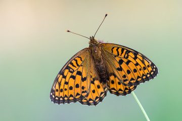 Obraz premium Dark Green Fritillary