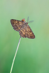 Common Heath